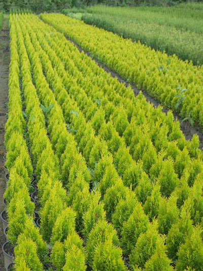 Thuja Golden Smaragd Sätzlinge