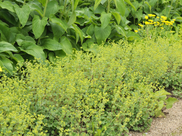 Der Frauenmantel als kleine Blütenhecke