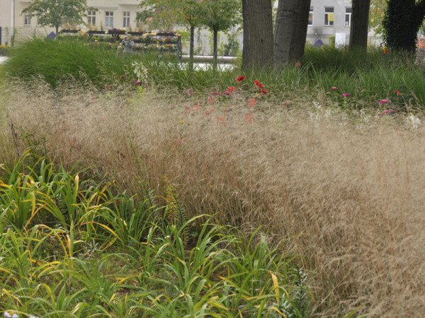 Deschampsia cespitosa &#039;Bronzeschleier&#039;, Garten-Schmiele