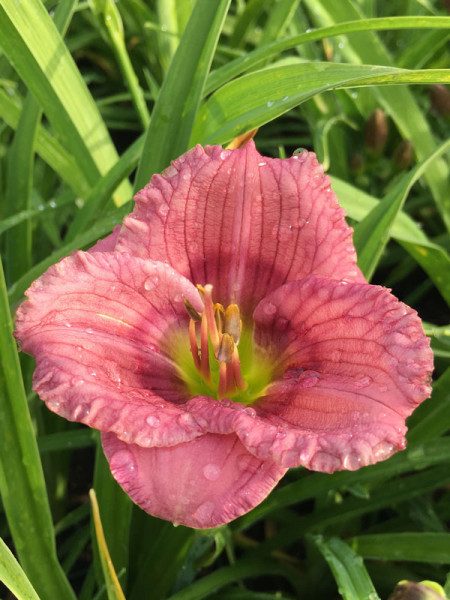 Hemerocallis Hybride 'Siloam New Toy', Taglilie