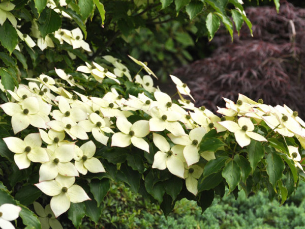 Pflanzkombination mit dem Blumenhartriegel 'Milky Way'