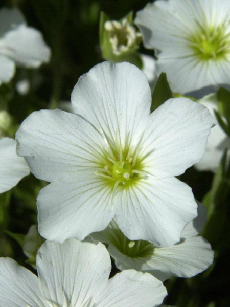 Arenaria montana, Sandkraut