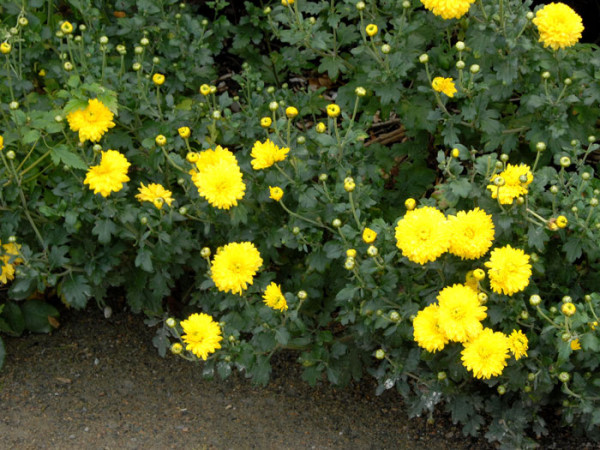 Chrysanthemum x hortorum &#039;Citronella&#039;, Winteraster, Herbst-Chrysantheme, Gartenchrysantheme