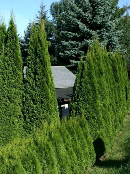 Thuja Smaragd, Lebensbaum