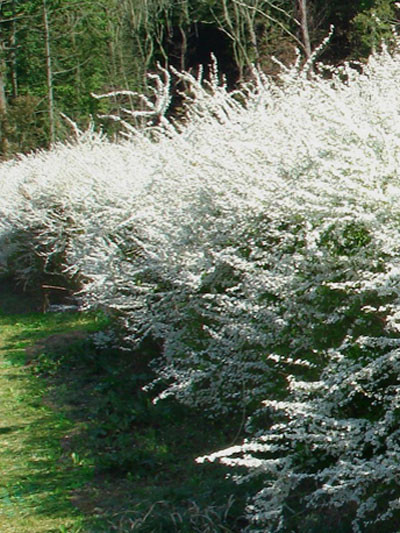 Frühlingsspiere Hecke