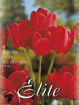 Einfache späte Tulpe &#039;Red Georgette&#039; (Art.Nr. 595364)