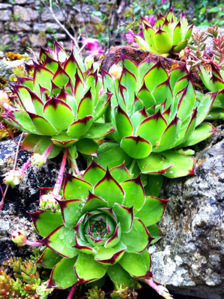 Sempervivum tectorum ssp. tectorum, Hauswurz, Dachrose, Dachwurz