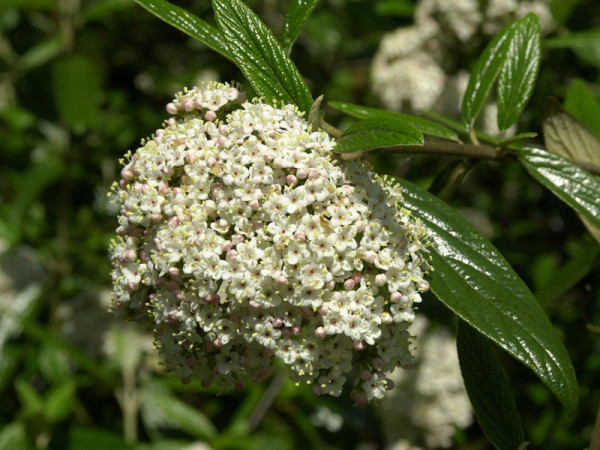 Viburnum &#039;Pragense&#039;, Prager Schneeball