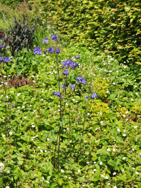 Aquilegia vulgaris (M), Waldakelei, heimische Akelei