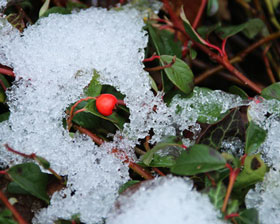 winterharte-Bodendecker