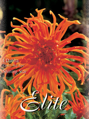 Kaktus-Dahlie &#039;Shining Star&#039;, Dahlia (Art.Nr. 520332)