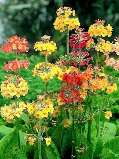 Etagen Primel Primula Bullesiana