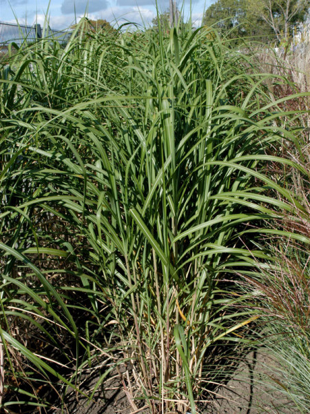 Miscanthus giganteus &#039;Meidl&#039;, Riesen-Chinaschilf