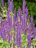 Salvia nemorosa 'Ostfriesland', Steppensalbei