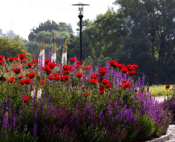 Blumenwiese - Staudenzauber