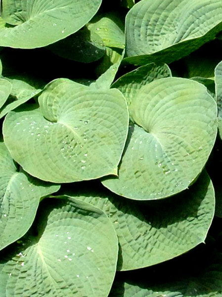 Hosta ventricosa, Glocken-Funkie, Herzblatt-Lilie