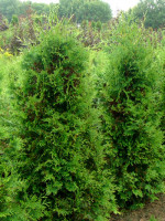 Thuja occidentalis 'Brabant', Brabant-Lebensbaum