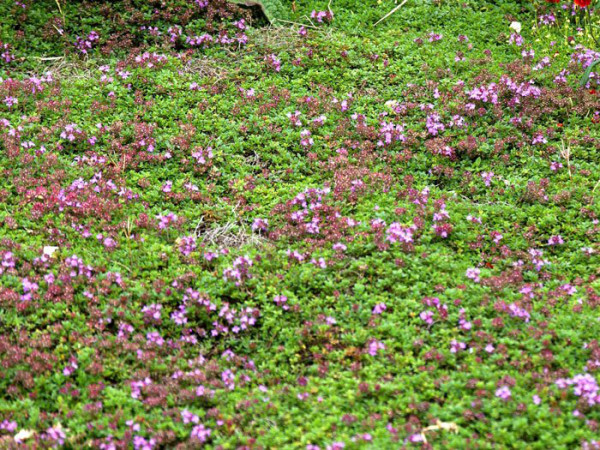 Thymus serpyllum &#039;Coccineus&#039; (M), Roter Sandthymian, Teppich-Thymian