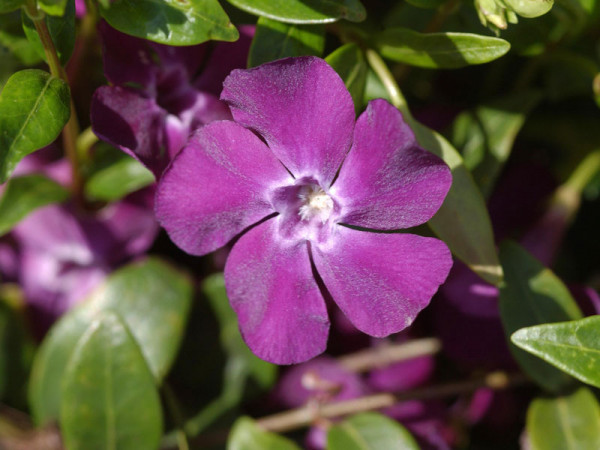 Vinca minor &#039;Atropurpurea, Rotes Immergrün