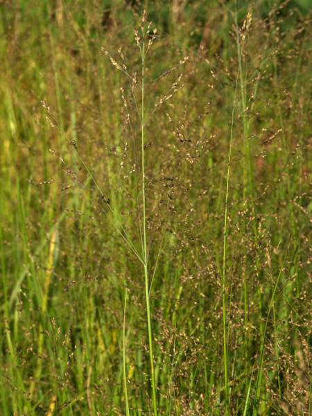 Panicum virgatum &#039;Heavy Metal&#039; (M), Blaulaubige Ruten-Hirse, Zier-Hirse