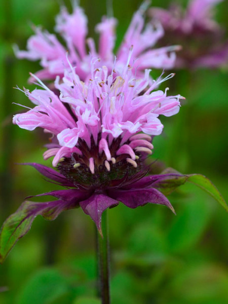 Monarda fistulosa &#039;Beauty of Cobham&#039; (M), Indianernessel