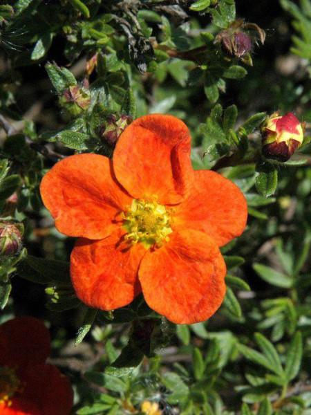 Roter Fingerstrauch Red Ace Blüte