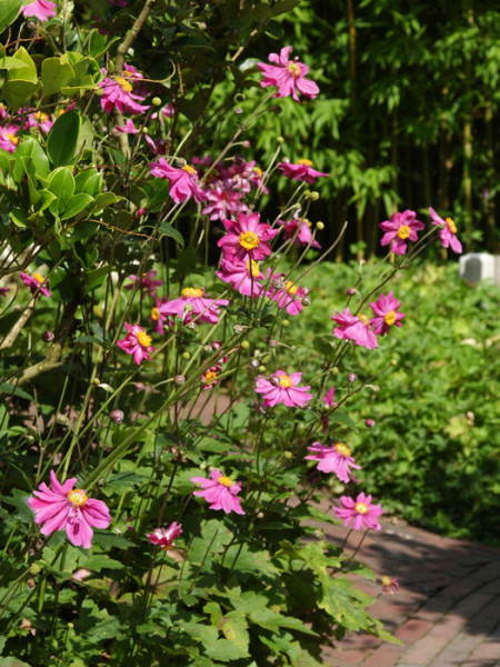 Die Anemone ' PrinzHeinrich' während ihrer Blütezeit