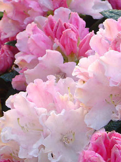 Rhododendron yakushimanum &#039;Dreamland&#039;