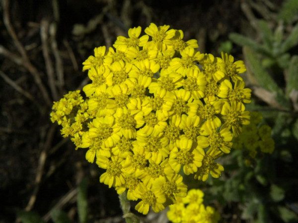 Achillea tomentosa, Polsterschafgarbe, Teppichschafgarbe