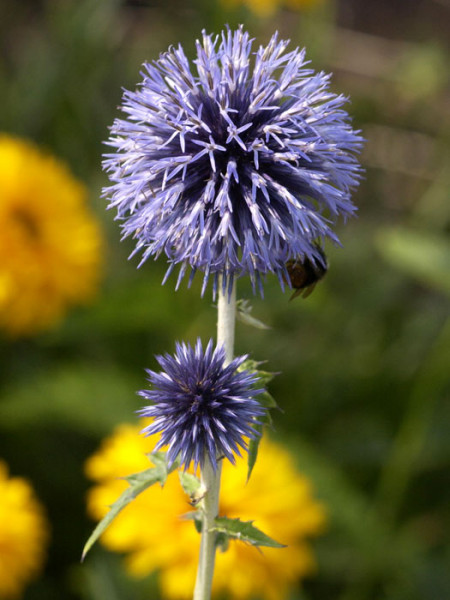 Echinops ritro &#039;Veitchs Blue&#039;, Kugeldistel, ruthenische Kugeldistel