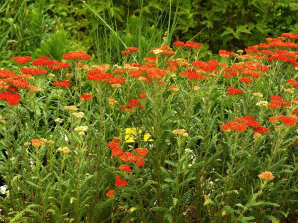 Achillea filipendulina &#039;Walter Funke&#039; (M), Schafgarbe &#039;Walter Funke&#039;, rote Goldquirl-Garbe