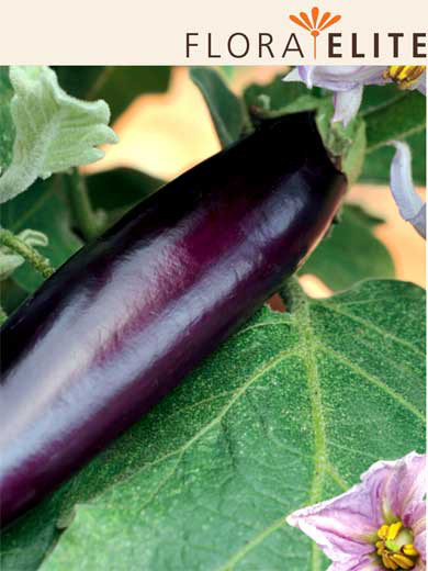 Eierfrucht 'Violetta lunga 3' (Art.Nr. 21110)