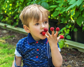 Himbeeren-naschen