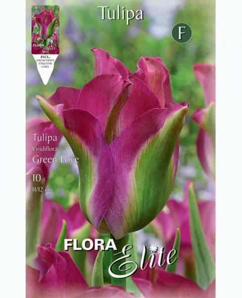 Viridiflora Tulpe &#039;Green Love&#039; (Art.Nr. 5956170)