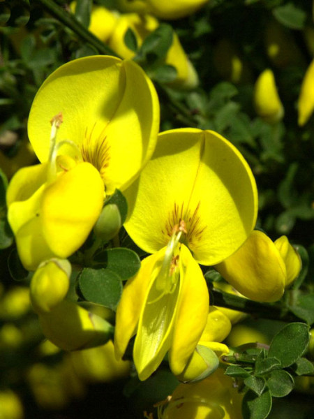 Gelber Blütenstand des Besenginsters