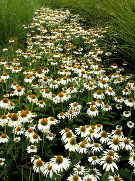 Echinacea purpurea &#039;Alba&#039; (M), Weißer Garten-Sonnenhut, Scheinsonnenhut