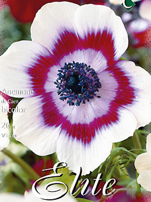 Anemone De Caen &#039;Bicolor&#039; (Art.Nr. 596413)