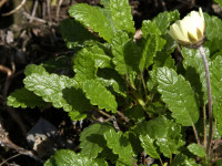 Dryas suendermannii kaufen