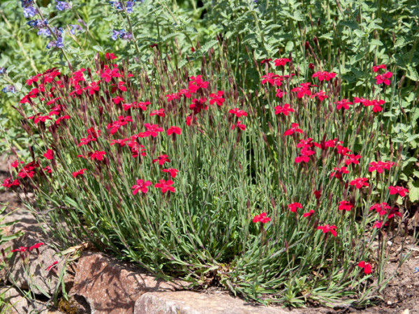 Dianthus deltoides &#039;Leuchtfunk&#039;, rote Heidenelke, Steinnelke