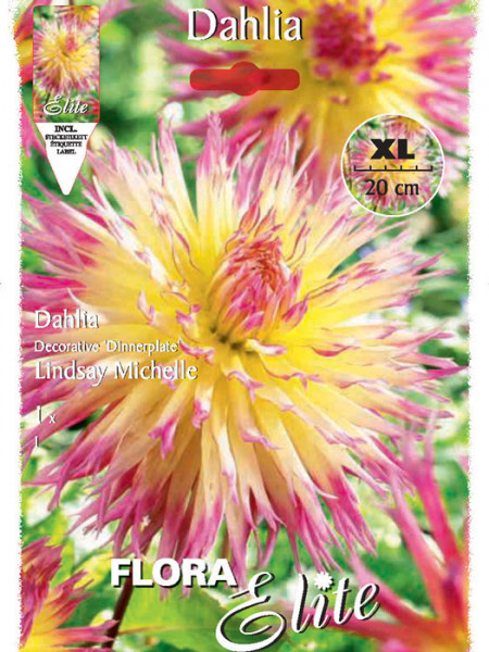 Kaktus-Dahlie &#039;Lindsay Michelle&#039;, Dahlia (Art.Nr. 520043)