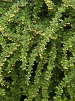 Berberis thunbergii, Grüne Hecken-Berberitze