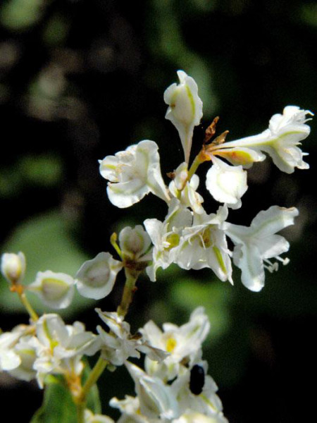 Weiße Blüte vom Schlingknöterich