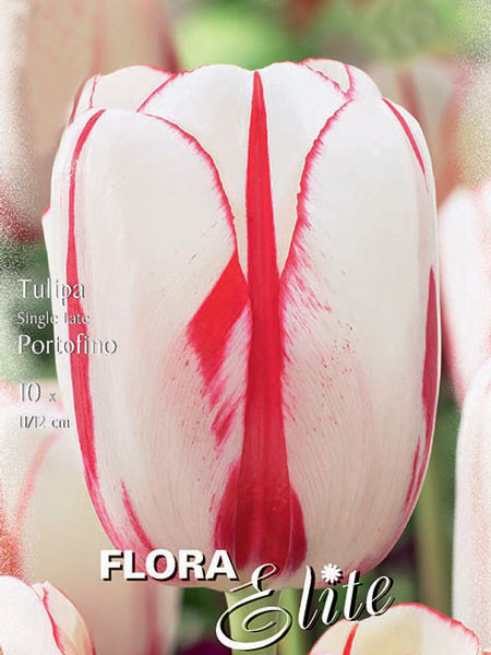 Einfache späte Tulpe &#039;Portofino&#039; (Art.Nr. 595354)