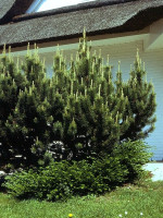 Pinus mugo mughus, Bergkiefer