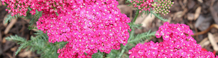 achillea