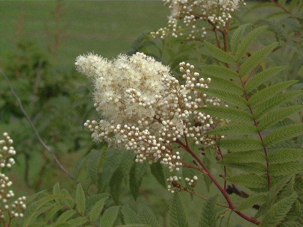 Sorbaria sorbifolia, Sibirische Fiederspiere