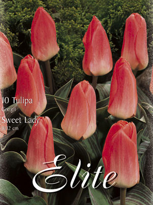 Greigii-Tulpe &#039;Sweet Lady&#039; (Art.Nr. 595780)