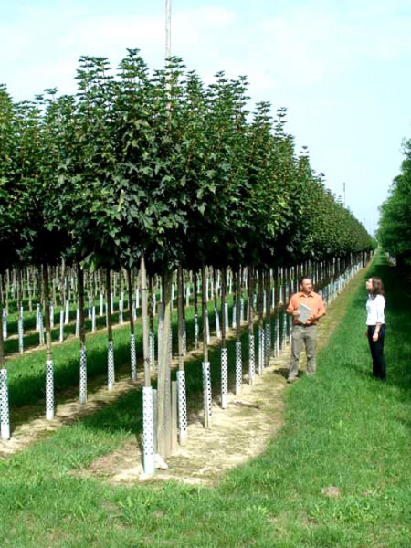 Acer platanoides Globosum, Kugelahorn - Hochstamm