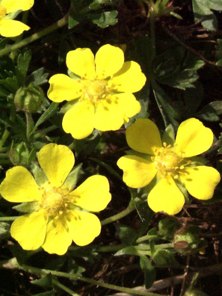 Potentilla neumanniana (syn. verna), Frühlings-Fingerkraut