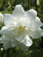 Philadelphus 'Virginal', Gefüllter Gartenjasmin